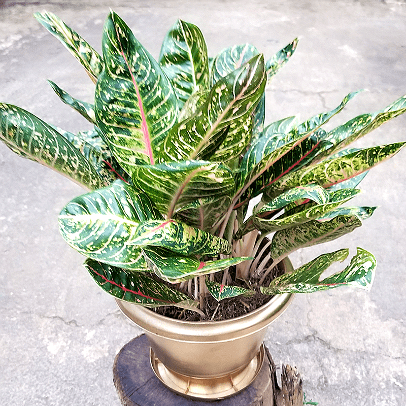 Chinese Evergreen