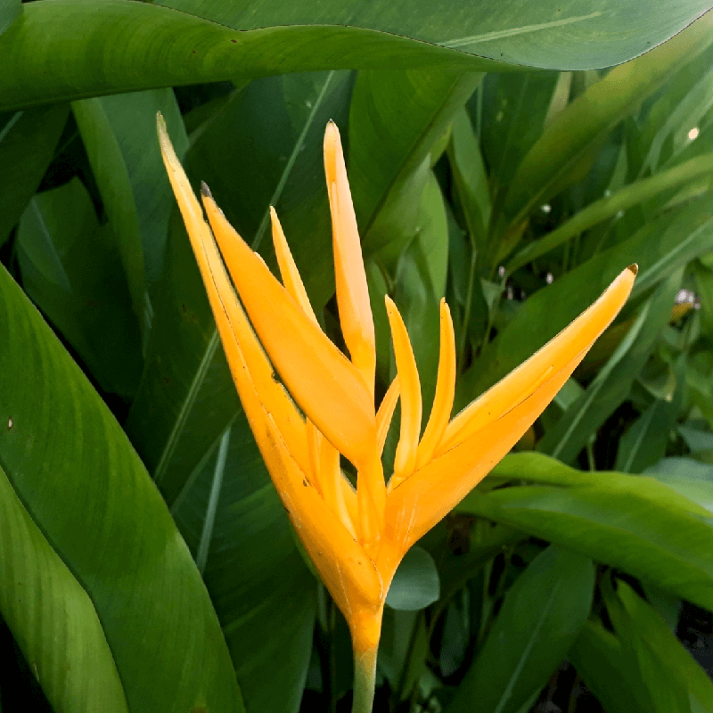 Heliconia (Orange), Large Sized - One Dozen