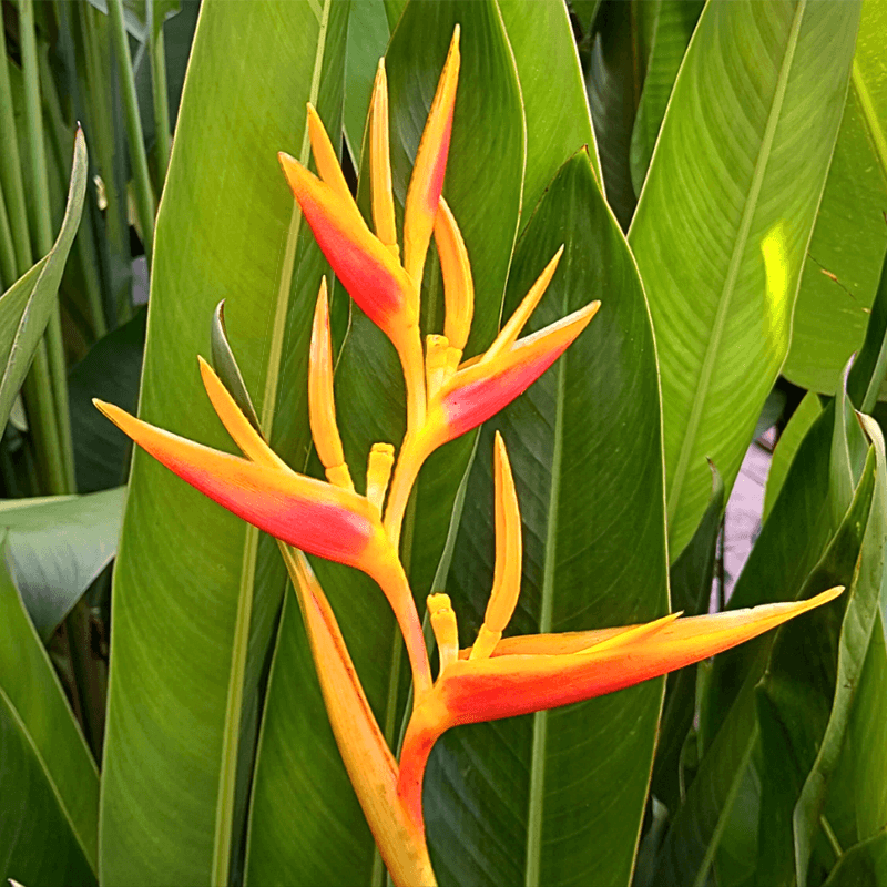 Heliconia (Pink and Yellow) - One Dozen