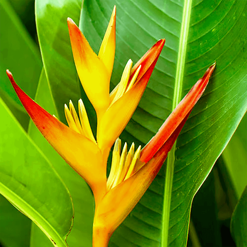 Heliconia (Red and Yellow), Medium Sized - One Dozen