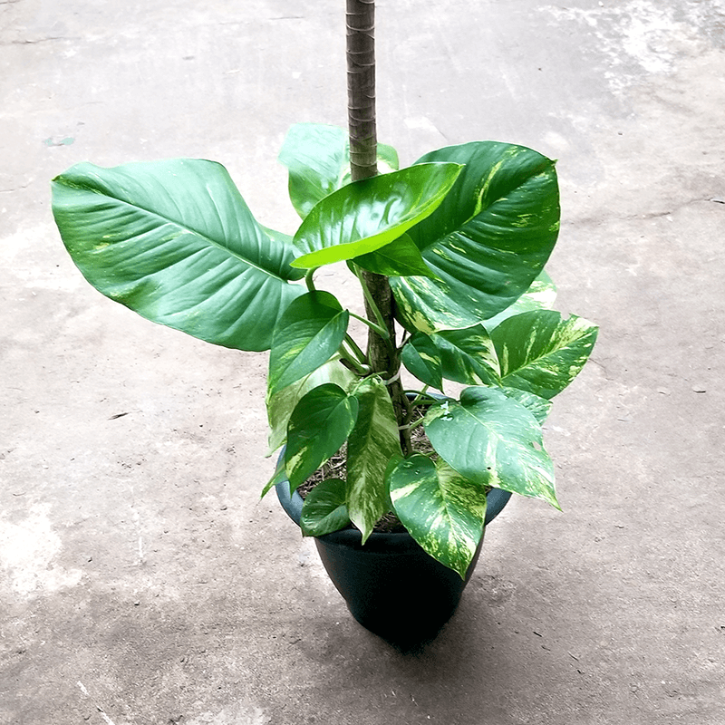 Philodendron