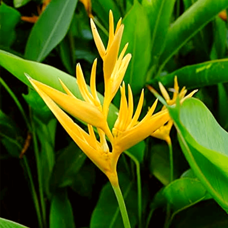 Heliconia (Yellow) - One Dozen